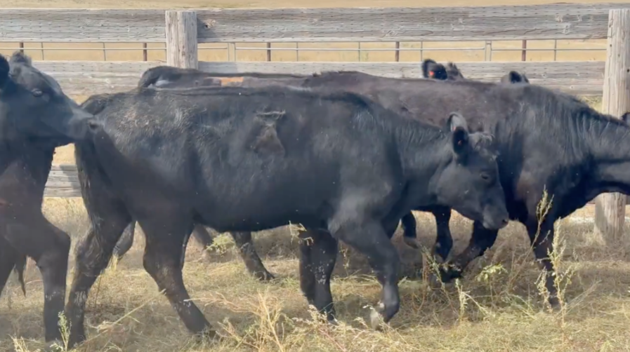 Spring calving 900-950 lb heifers! PRICED RIGHT!- BH916A5